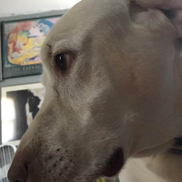 Meet your Posher, Ronald - Picture 1 of 1